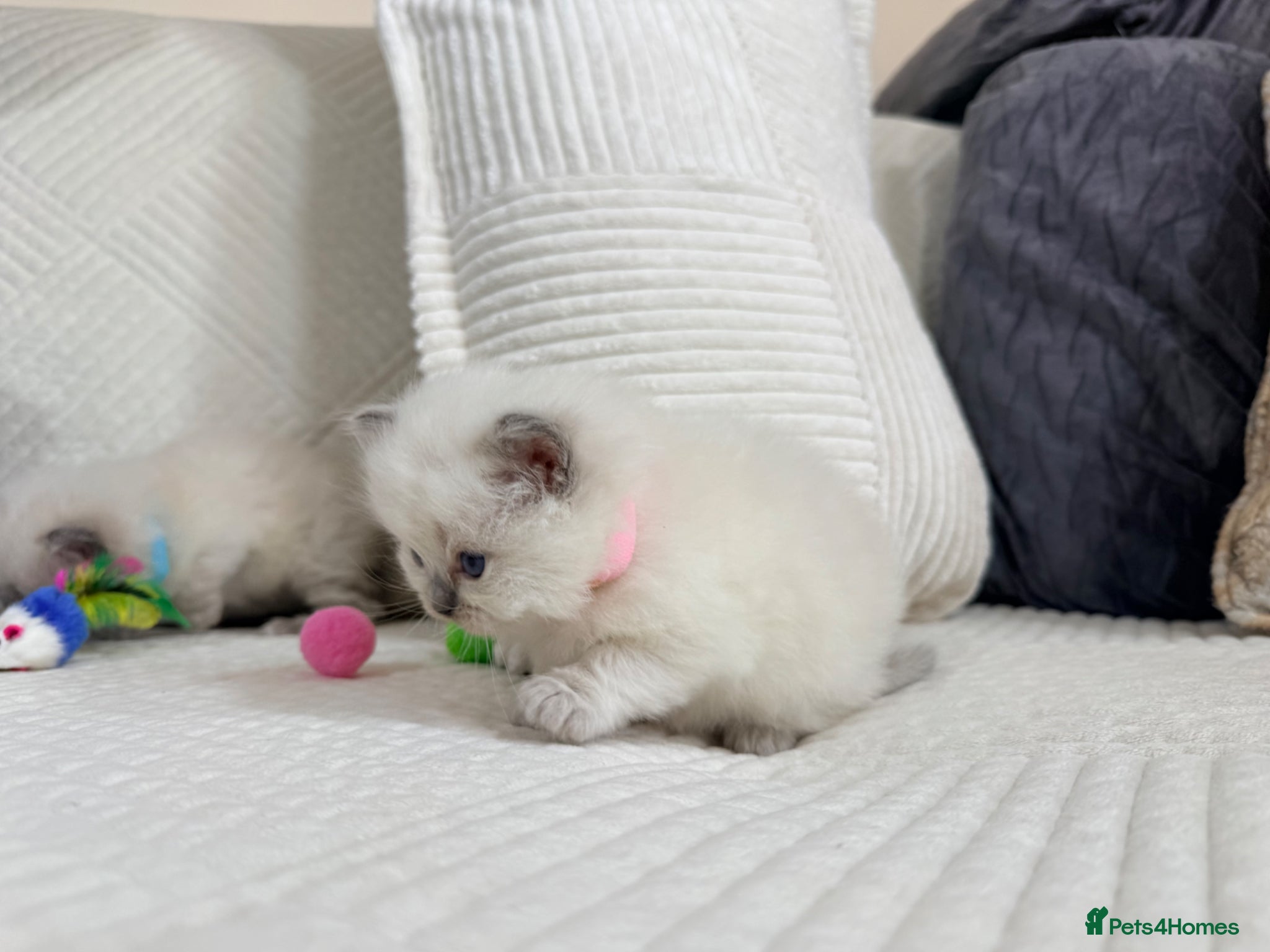 Ragdoll cats Stunning Bluepoint kittens for Sale  - Advert 2