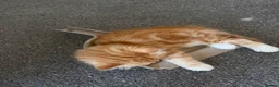 Mixed Breed cats for sale: Kittens for the best homes - Advert 28