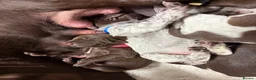 German Shorthaired Pointer dogs for sale: KC registered German Shorthaired Pointers - Advert 6