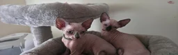 Sphynx cats for sale: Adorable Sphynx Kittens – 2 Males & 1 Female  - Advert 16