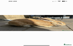 Continental Giant rabbits for sale: Mum and daughter continental giant  - Image 2