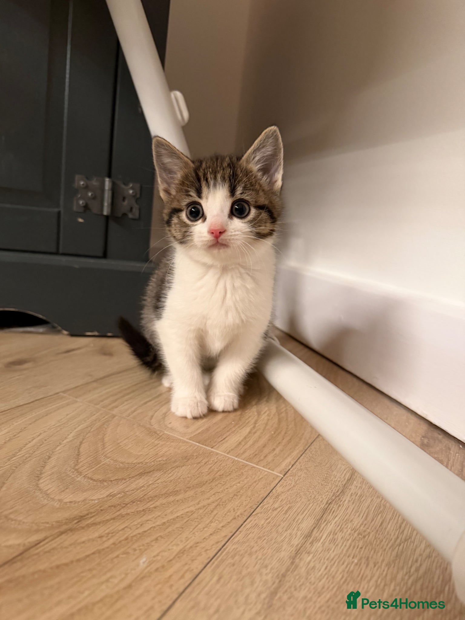 Mixed Breed cats kittens 8 weeks Ready to leave - Advert 6