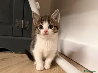 Mixed Breed cats kittens 8 weeks Ready to leave - Advert 6