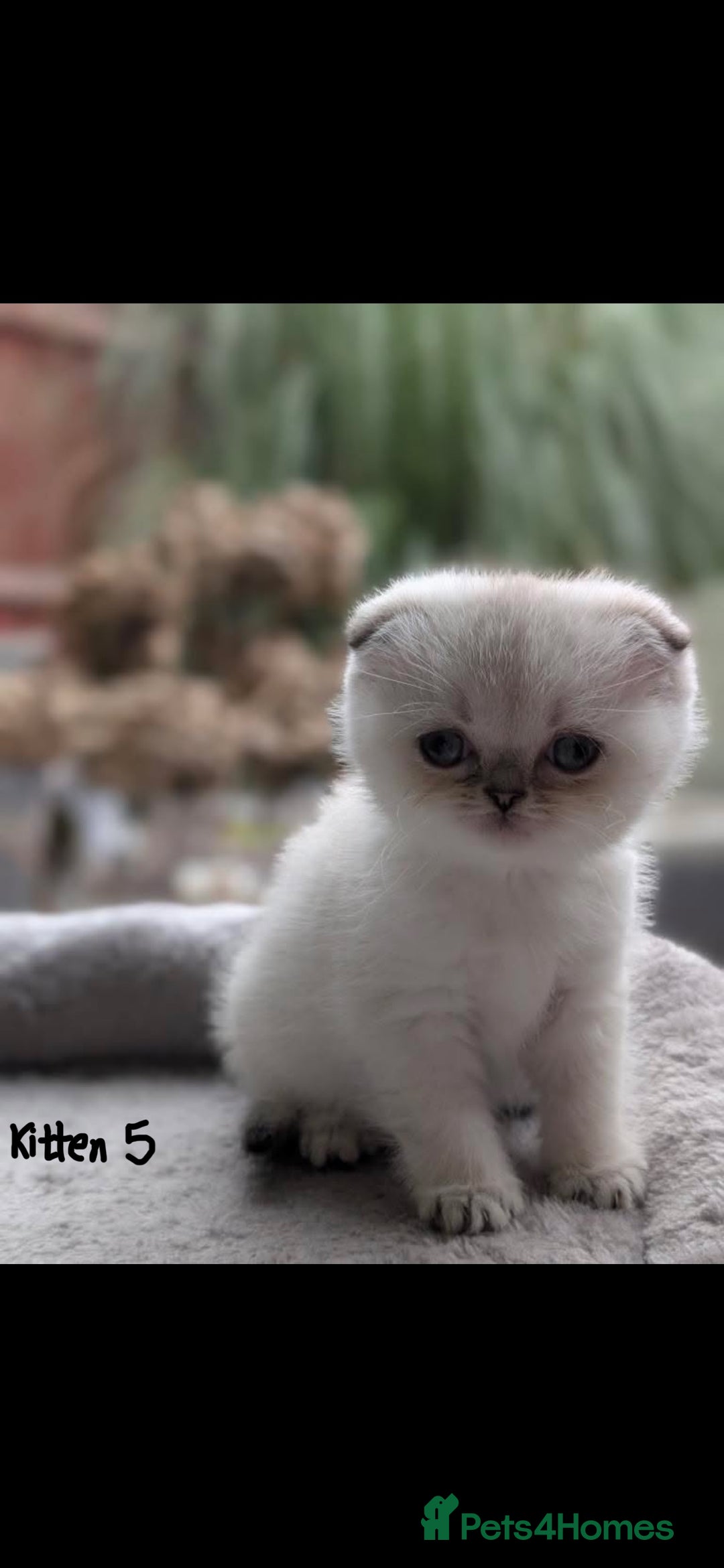 Scottish Fold cats for sale: Scottish fold / chinchilla  - Advert 22