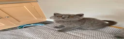 British Shorthair cats for sale: Blue female British shorthair possible active  - Advert 5