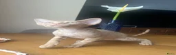 Devon Rex cats for sale:  Pedigree Devon Rex Kittens. Pet Homes Only  - Advert 7