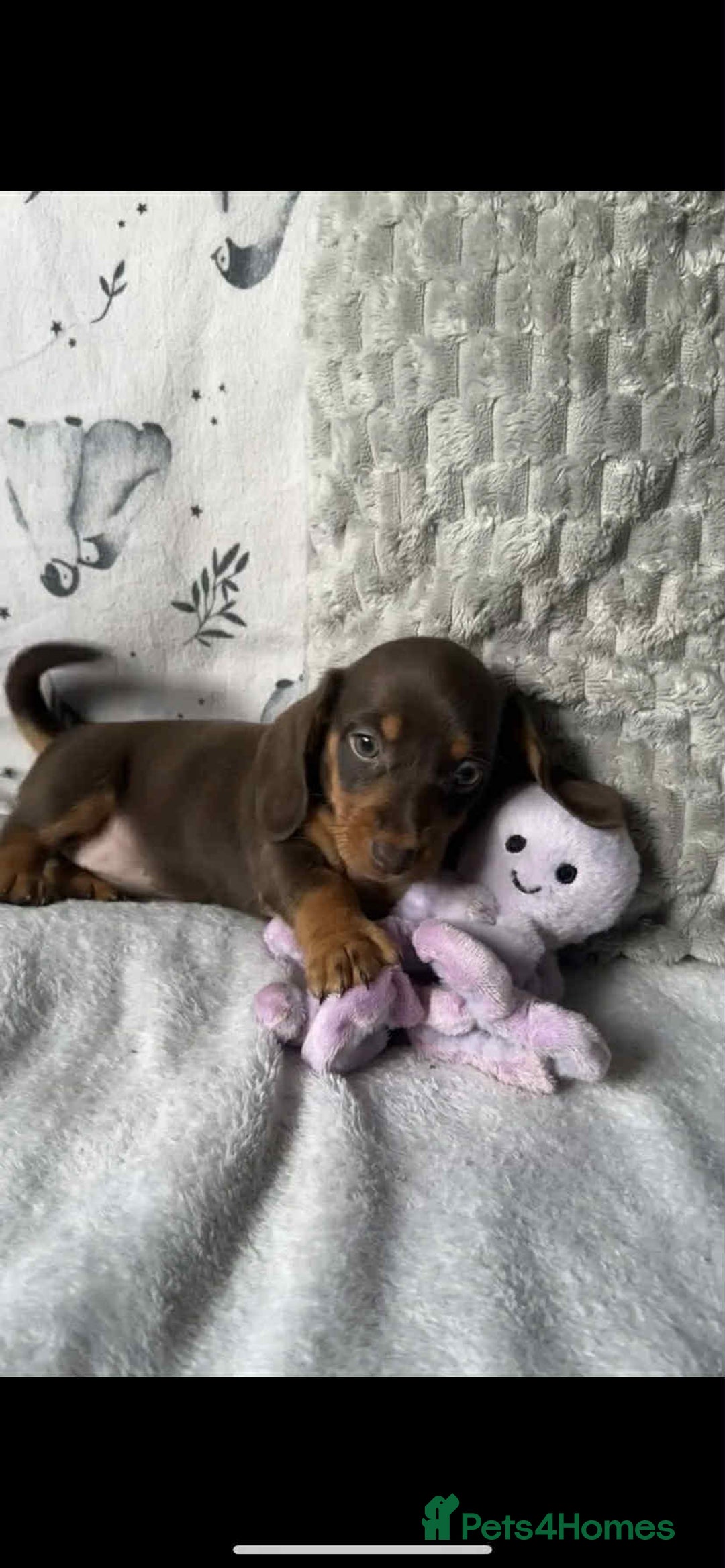 Miniature Dachshund dogs for sale: Miniature dachshunds for sale  - Advert 8