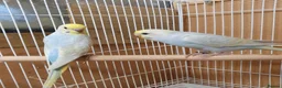 Budgerigars birds for sale: Young and adult budgies  - Advert 4