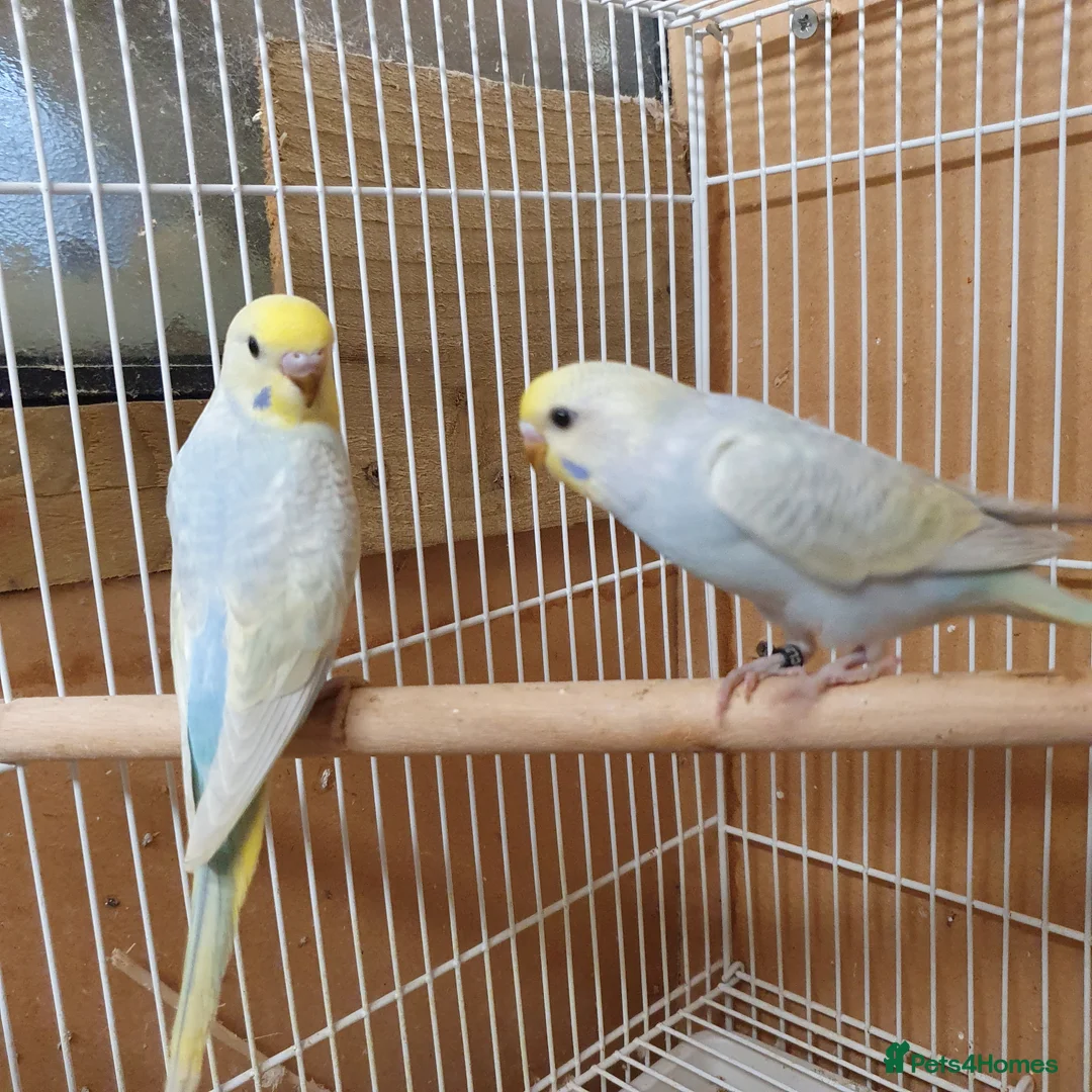 Budgerigars birds for sale: Young and adult budgies  - Advert 4
