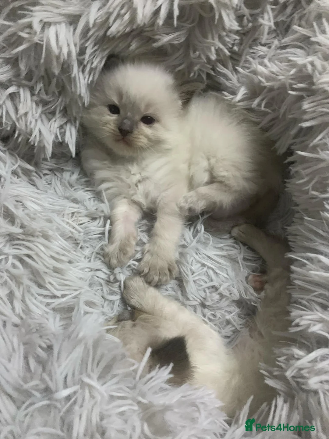 Ragdoll cats for sale: Ragdoll kittens  - Advert 2