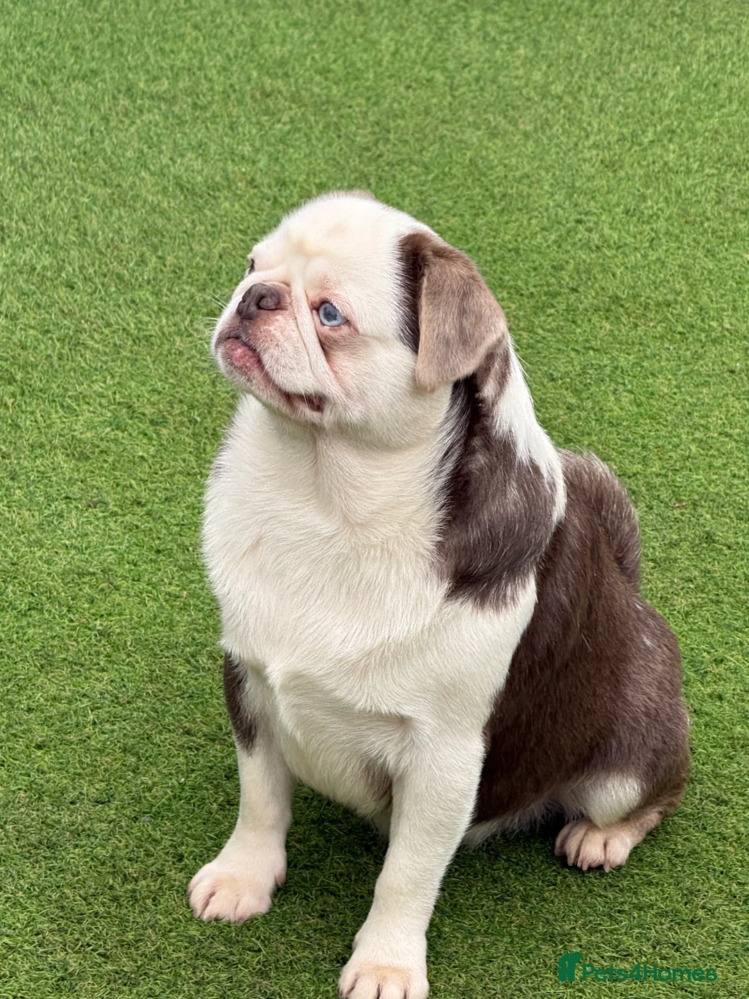 Pug dogs for sale: adult kc lilac tan panda boy with blue eyes  - Advert 2