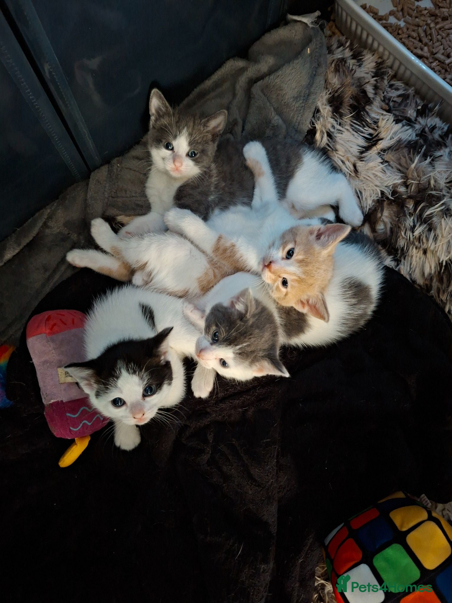 Mixed Breed cats Fluffy playfull healthy kittens - Advert 17