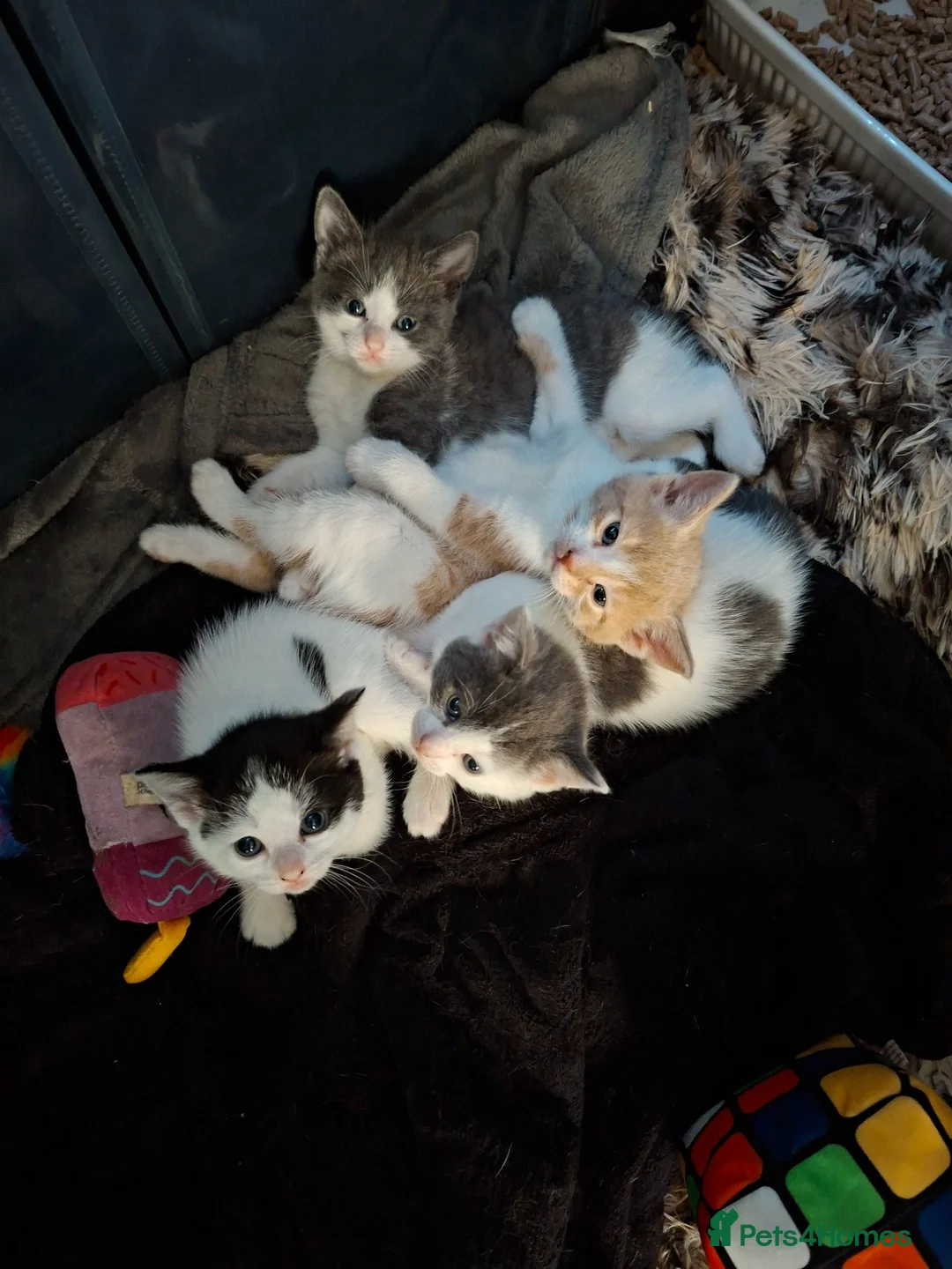 Mixed Breed cats for sale: Fluffy playfull healthy kittens - Advert 1