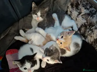 Mixed Breed cats Fluffy playfull healthy kittens - Advert 5