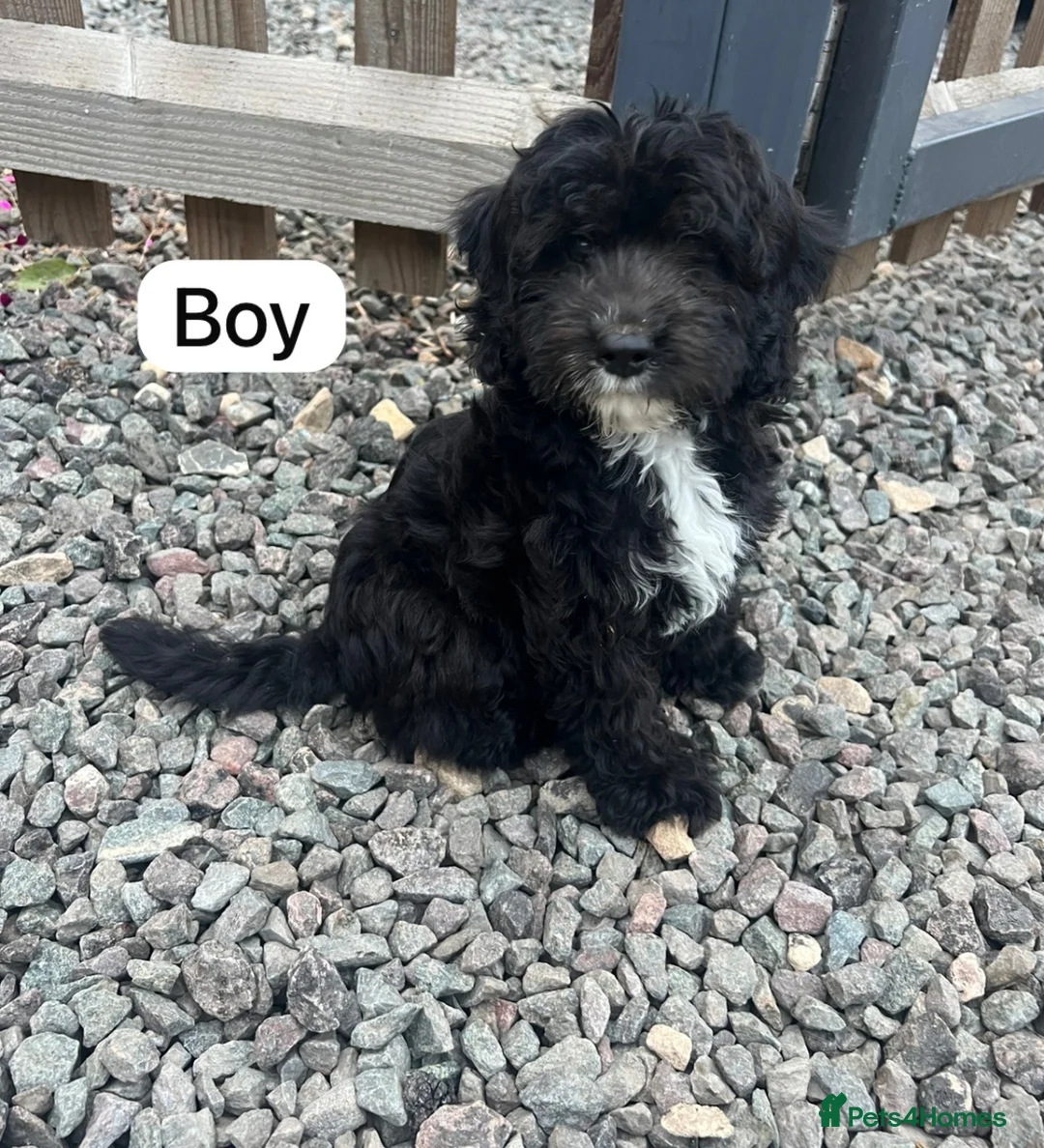 Cockapoo dogs for sale: Cockapoo - Advert 2