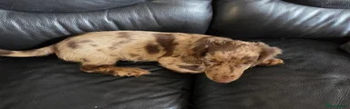 Mixed Breed Puppy 4