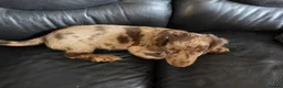 Mixed Breed dogs for sale: 4 cocker spaniel X isabella miniature dachshund  - Advert 3