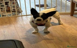 Mixed Breed dogs for adoption: 🐾 Meet Max – The Bat-Eared Gentleman! 🐾 - Image 1