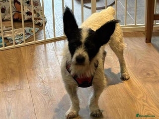 Mixed Breed dogs 🐾 Meet Max – The Bat-Eared Gentleman! 🐾 - Advert 19