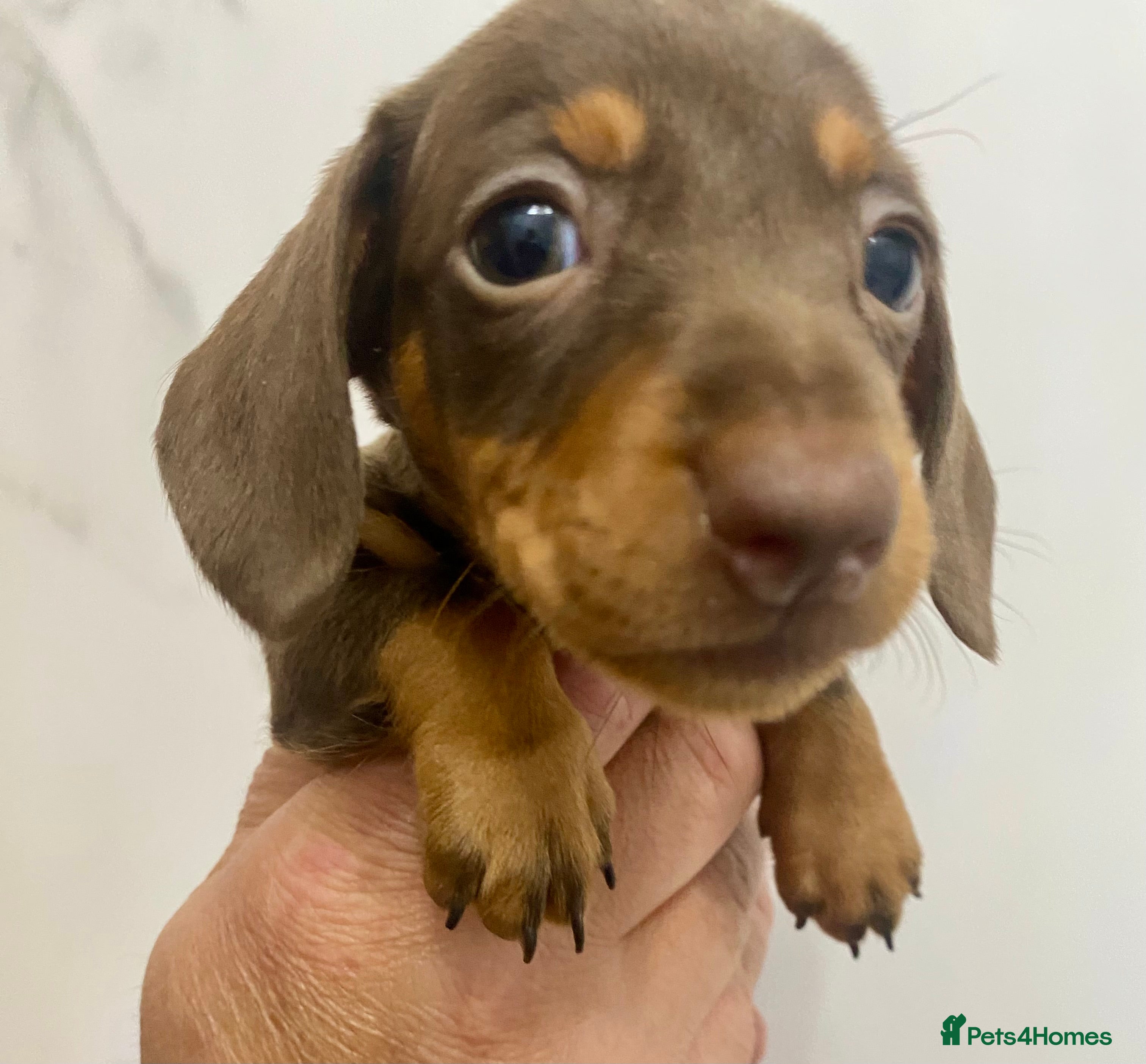 Miniature Dachshund dogs Stunning mini dachshund  - Advert 11