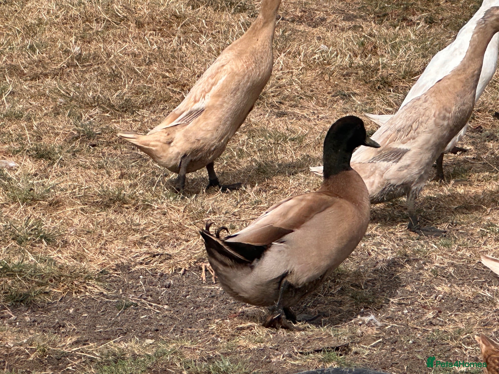 Ducks poultry KHAKI CAMPBELL + RUNNER DRAKES  - Advert 1