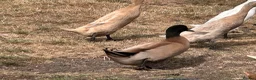 Ducks poultry for sale: KHAKI CAMPBELL + RUNNER DRAKES  - Advert 1