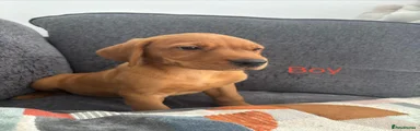 Labrador Retriever 4