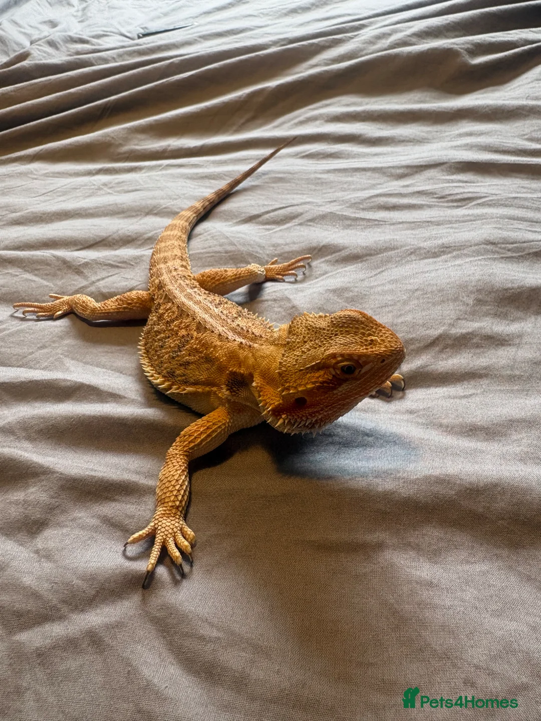 Bearded Dragon reptiles for sale: Bearded dragon  in Huddersfield - Advert 1
