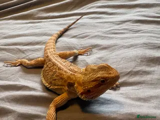 Bearded Dragon reptiles Bearded dragon - Advert 2