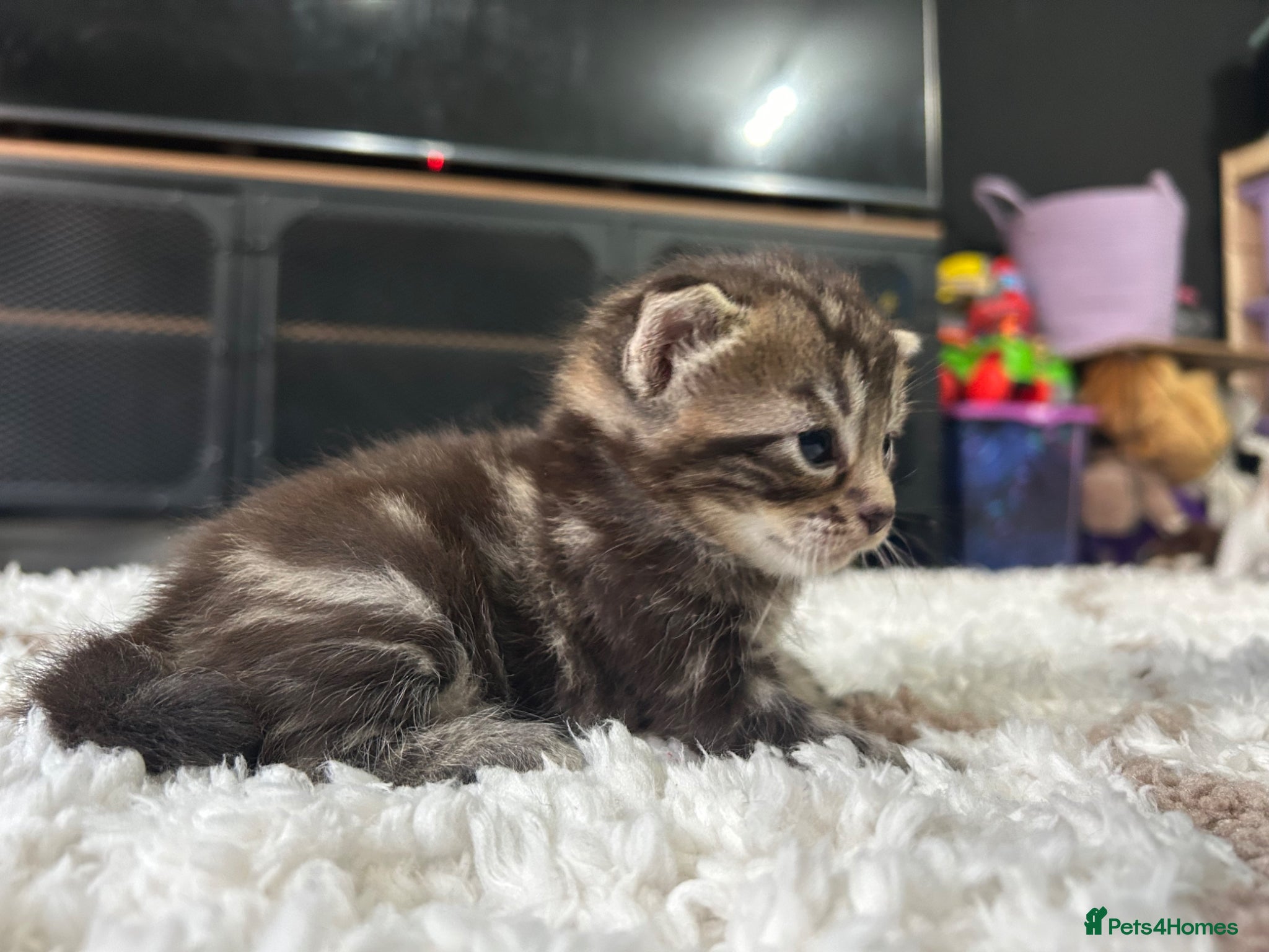 Mixed Breed cats for sale: 2 blacks 2 tabby kittens  - Advert 6