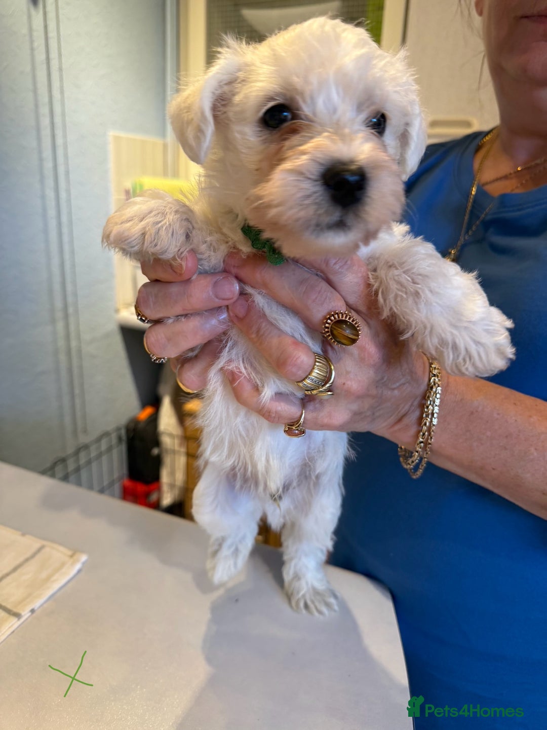 West Highland Terrier dogs for sale: West Highland Terrier Puppies - Image 8