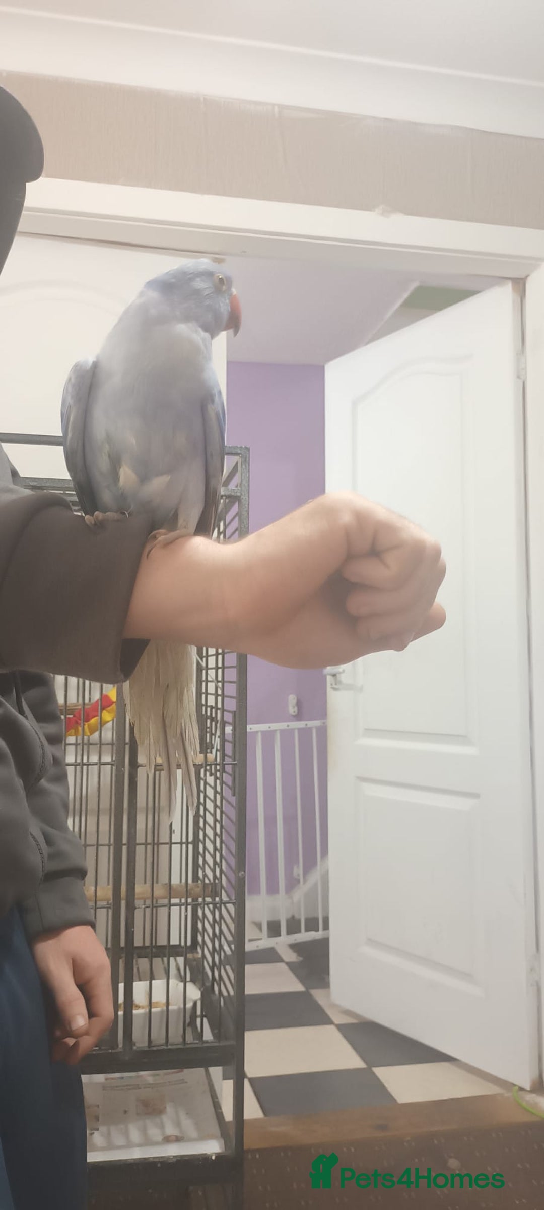 Ringnecks birds for sale: Voilot coloured ringneck for sale  - Image 3