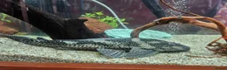 Plecos fish for sale: Common pleco in Halesowen - Advert 2