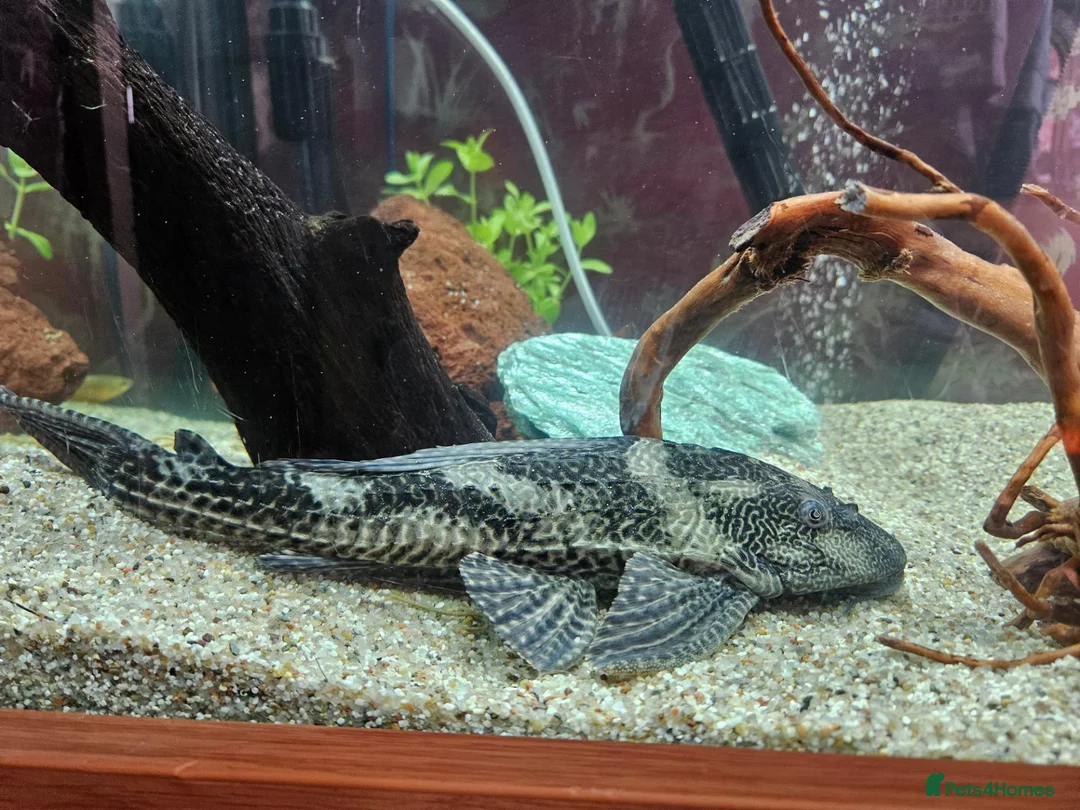 Plecos fish for sale: Common pleco in Halesowen - Advert 2