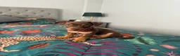 Jack Russell dogs for stud: Bruce – Handsome, Well-Tempered Stud Dog Available - Advert 6
