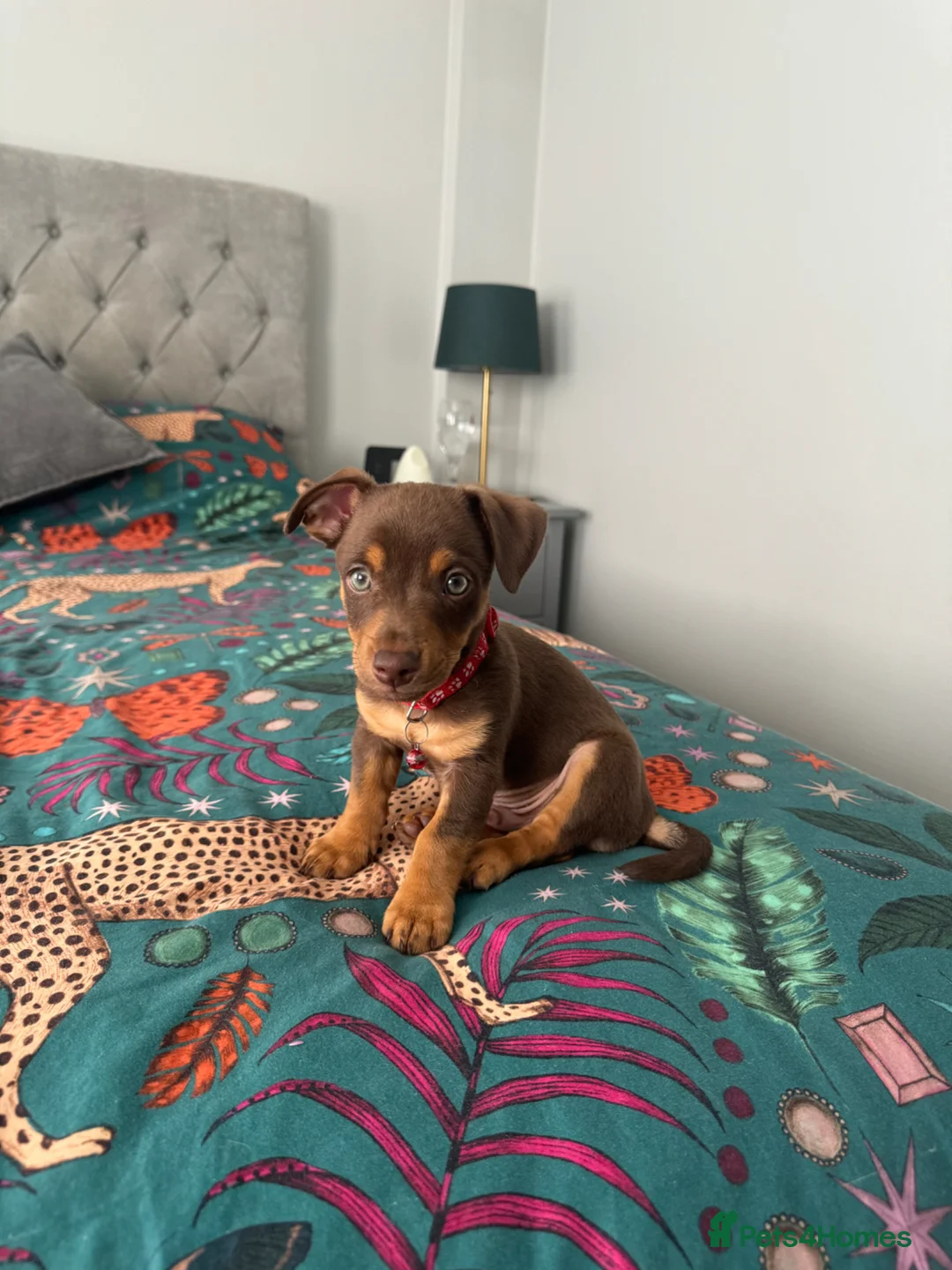 Jack Russell dogs for stud: Bruce – Handsome, Well-Tempered Stud Dog Available - Advert 6