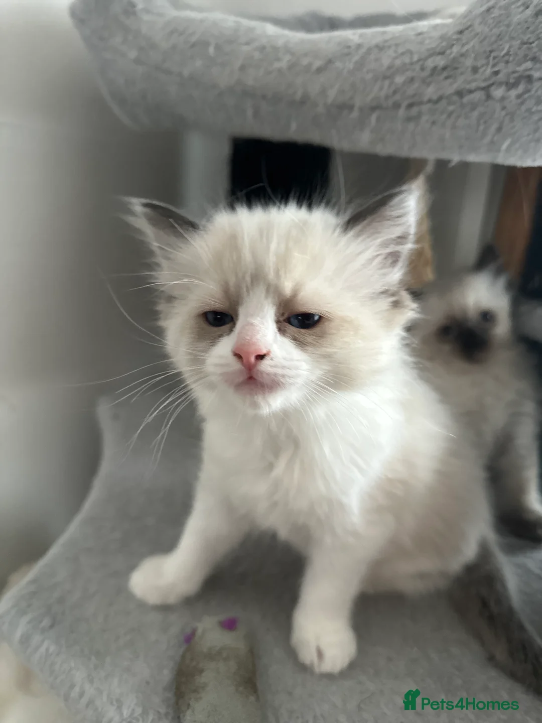 Ragdoll cats for sale: Gorgeous ragdoll girls!  - Advert 18