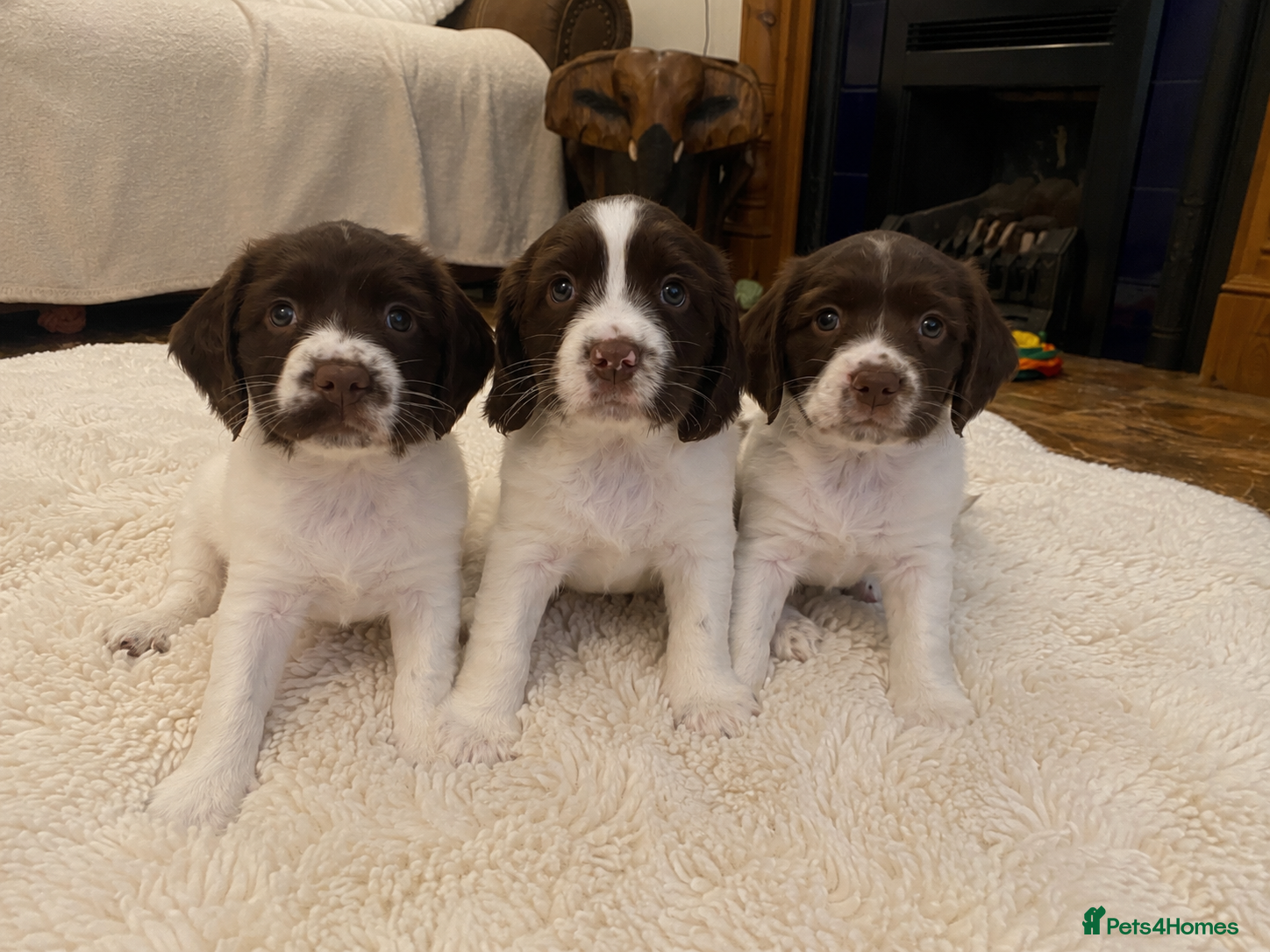 English Springer Spaniel dogs KC English Springer Spaniels - Advert 1