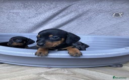 Miniature Dachshund dogs for sale: Miniature dachshund puppies - Image 8