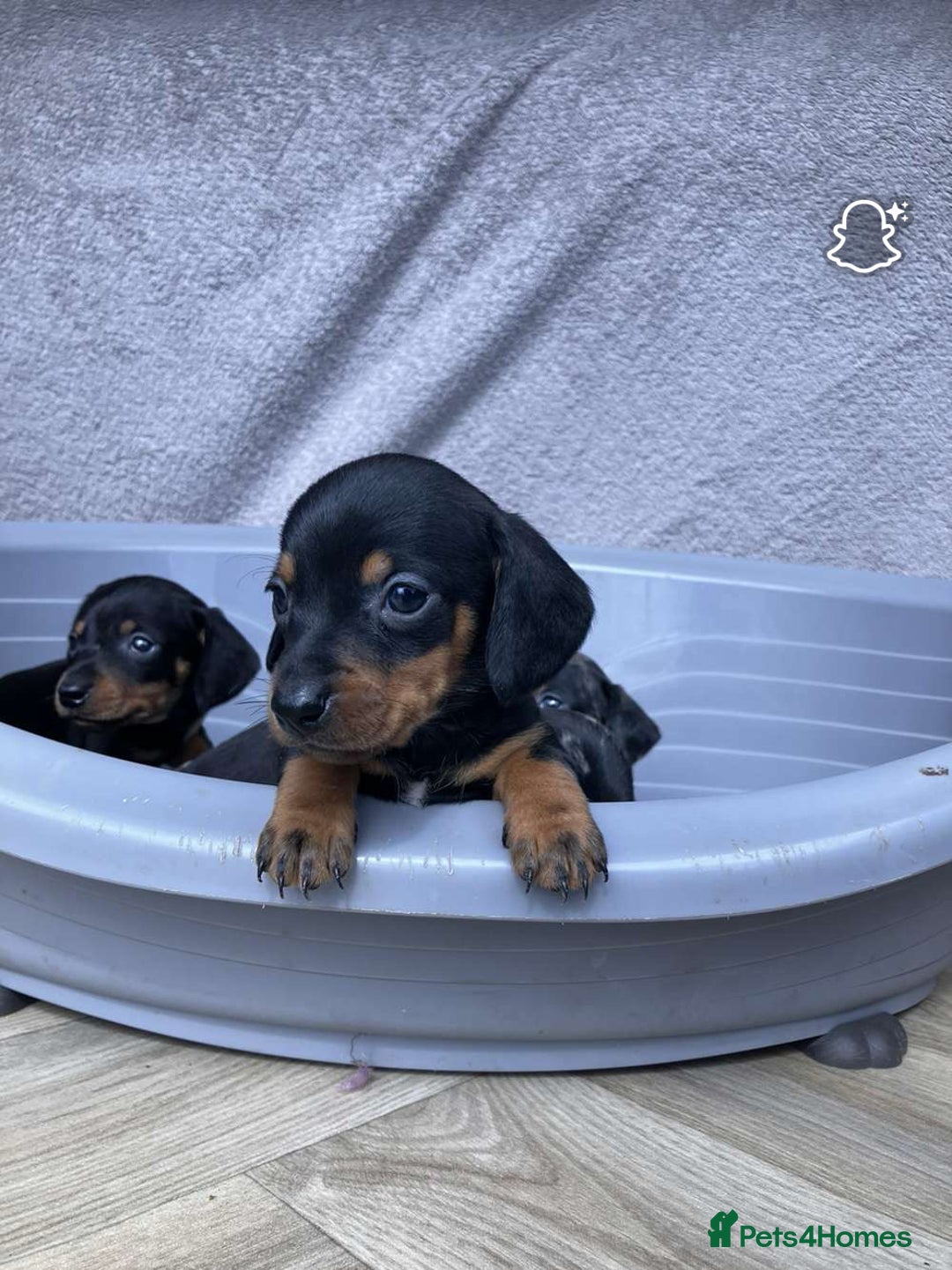 Miniature Dachshund dogs for sale: Miniature dachshund puppies - Image 8