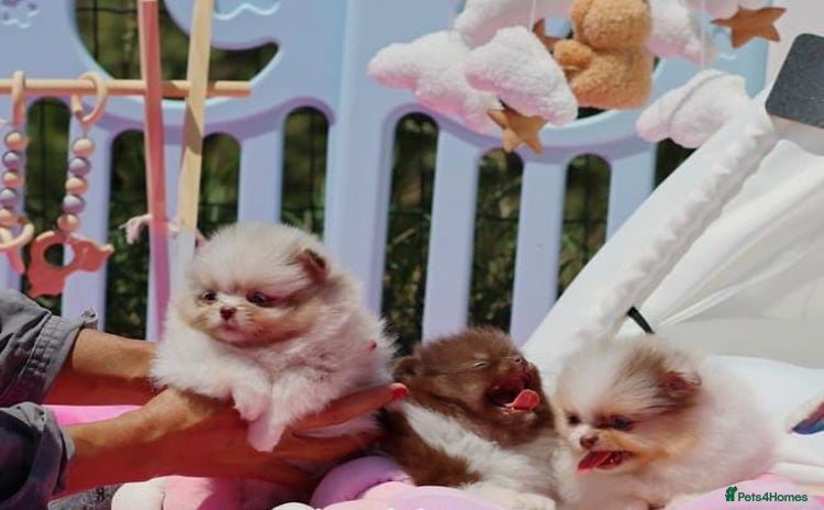 Pomeranian dogs - Advert 1
