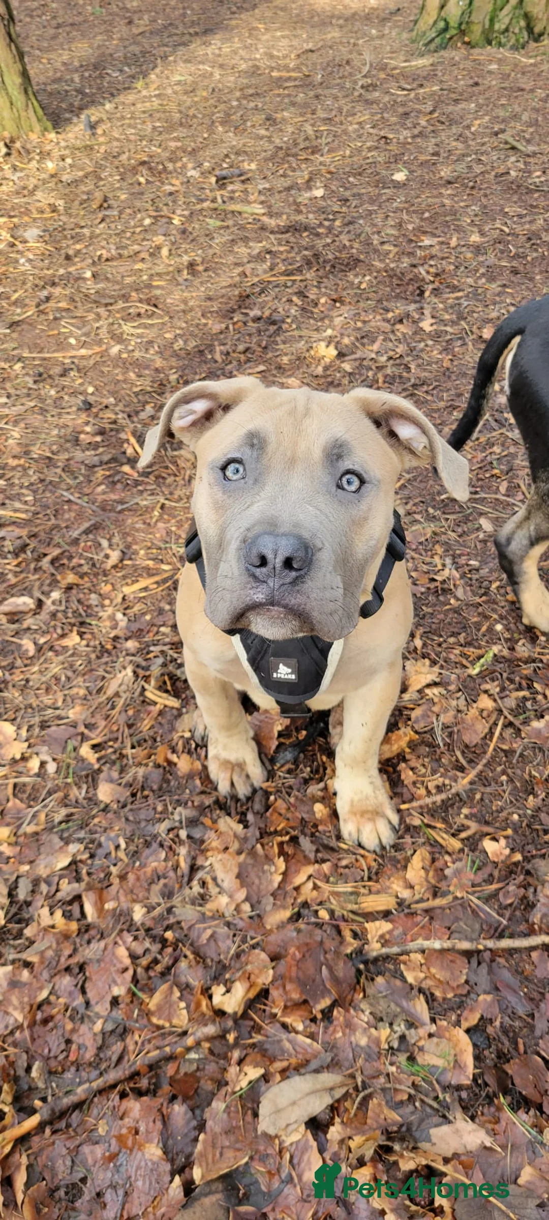 Presa Canario dogs for sale:  Presa Canario Puppies – Ready to leave now - Advert 2