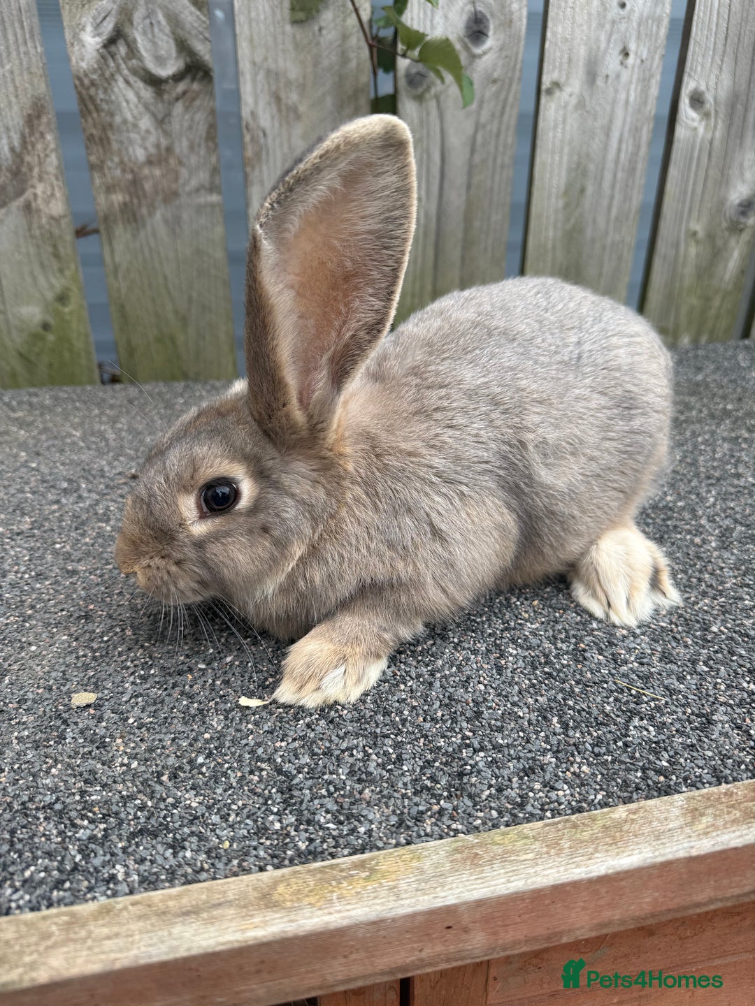 Mixed Breed rabbits for sale: Mixed breed boys free to good home  - Image 4