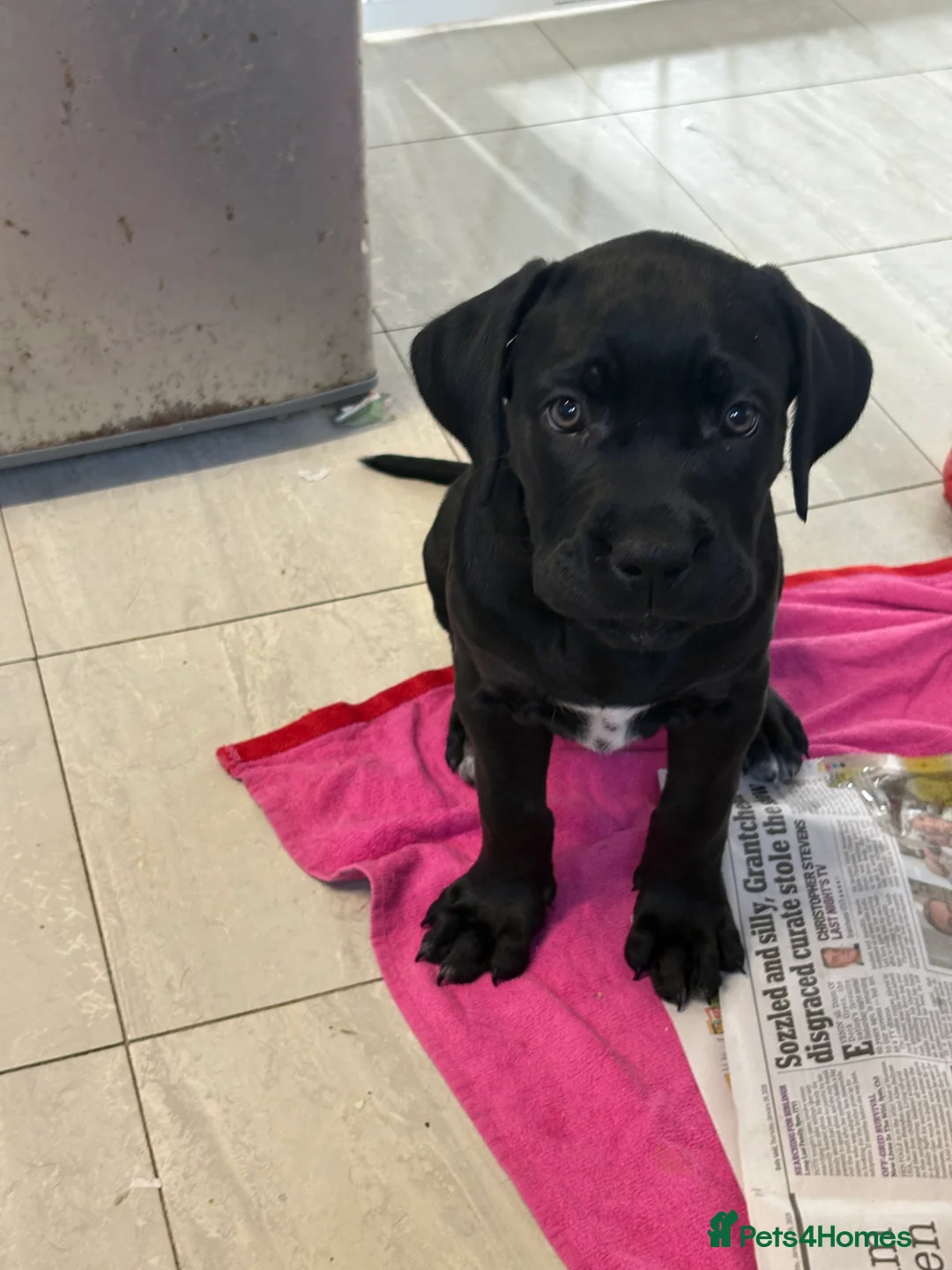 Cane Corso dogs for sale: Cane corso’s  - Advert 13