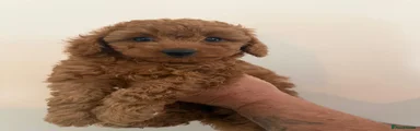 Poochon 3