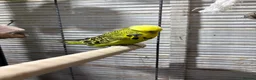 Budgerigars birds for sale: Exhibition budgies (bonded pair) - Advert 7