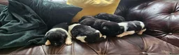 Newfoundland dogs for sale: Beautiful KC Registered Newfoundland Puppies!! - Advert 6