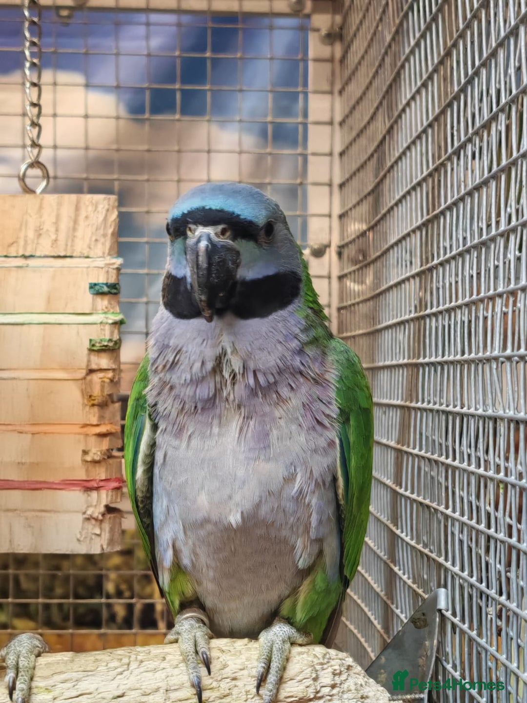 Parrots birds for sale: Xxx BIRDS/PARAKEETS/PARROTS xxX - Advert 8