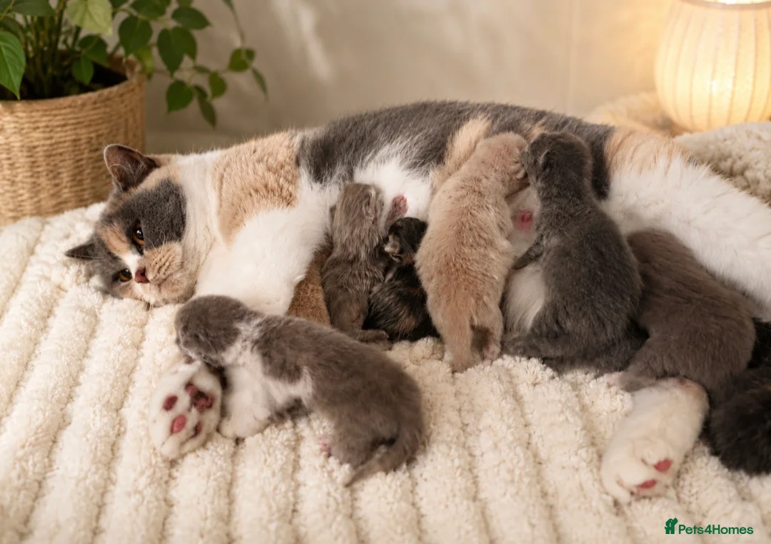 British Shorthair cats for sale: Exceptional quality British Shorthair kittens  - Advert 15