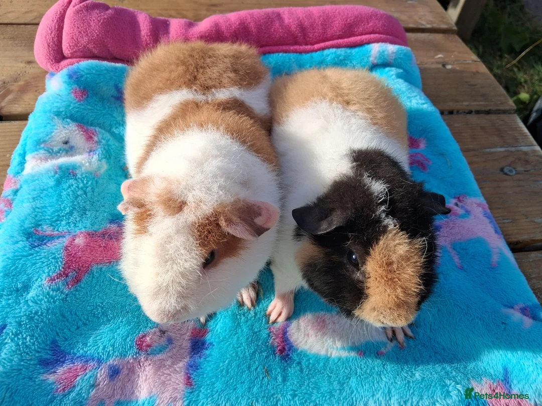 Guinea Pig rodents for sale: 2 Teddy baby boars - Advert 2